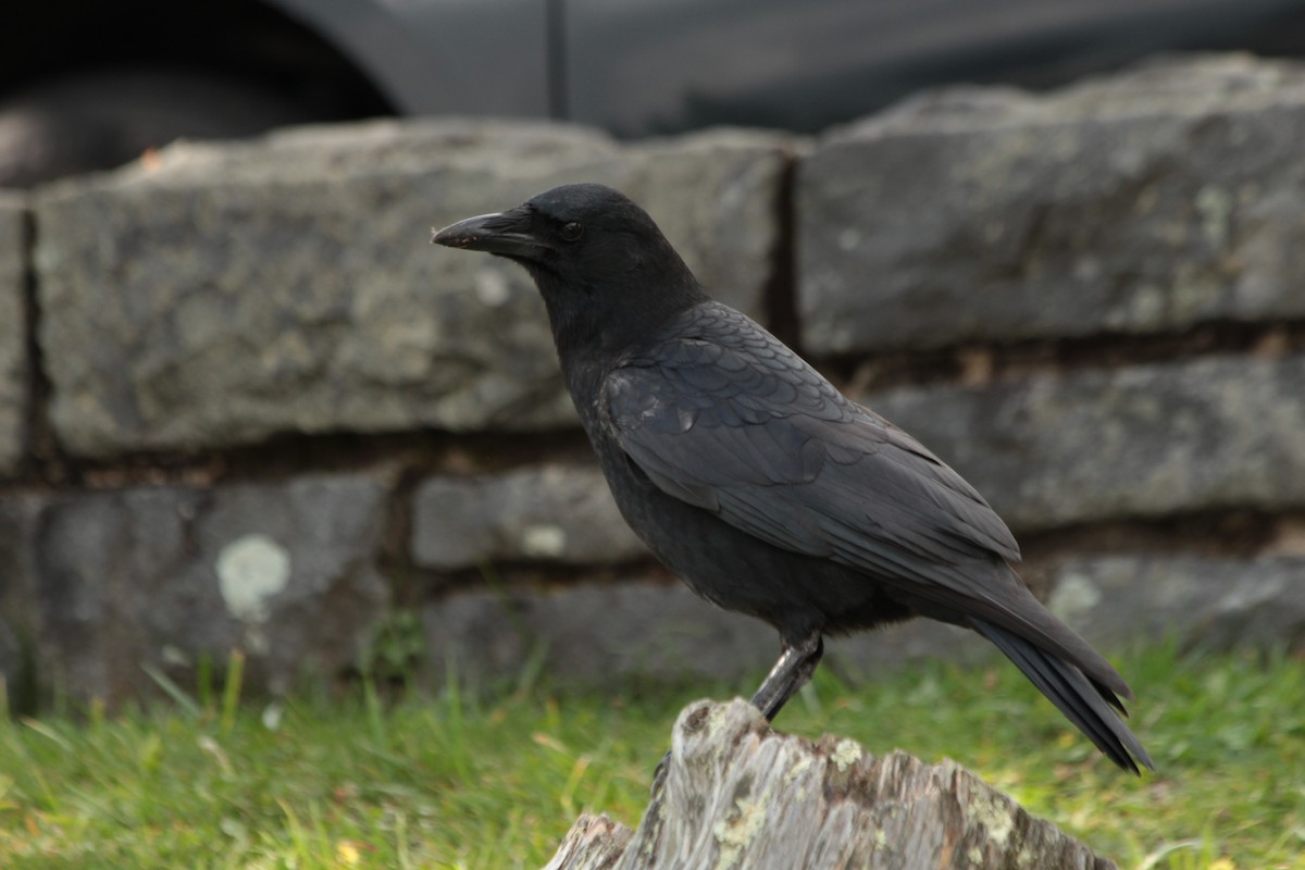 American Crow - ML624732010