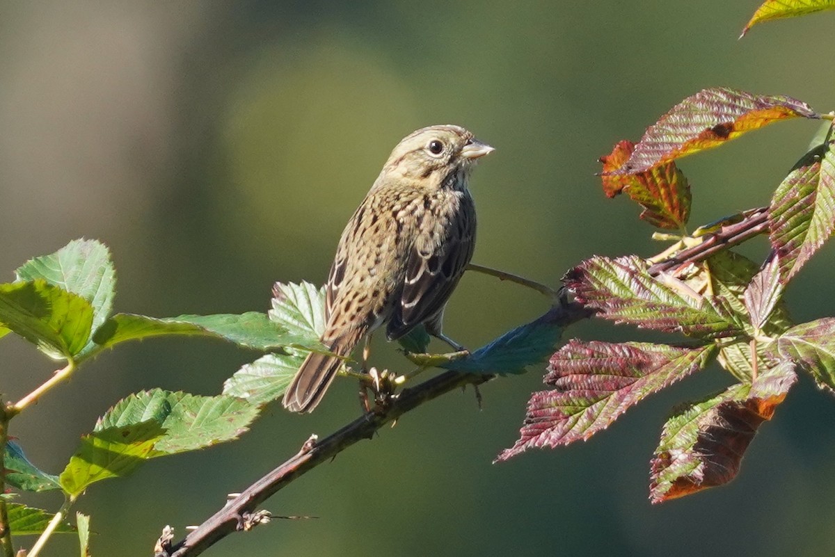 Lincoln's Sparrow - ML624732055