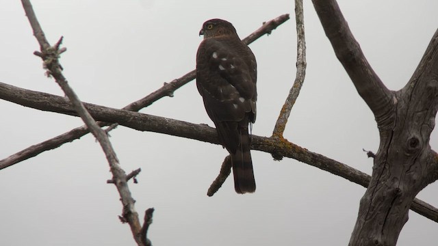 Sharp-shinned Hawk - ML624732192