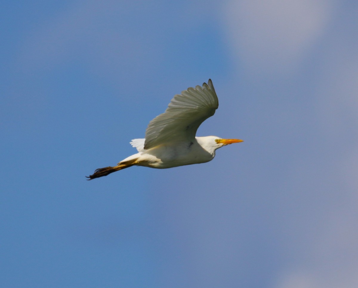 Western Cattle-Egret - ML624732636