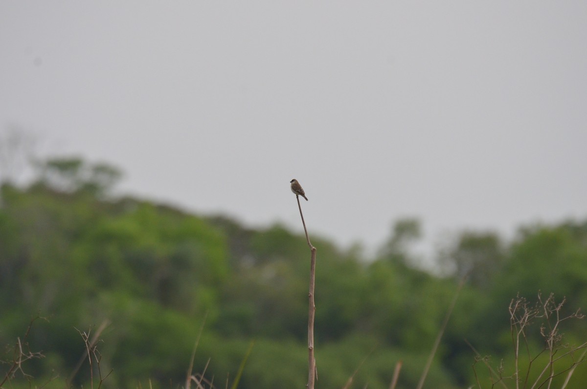 Pearly-bellied Seedeater - ML624732710