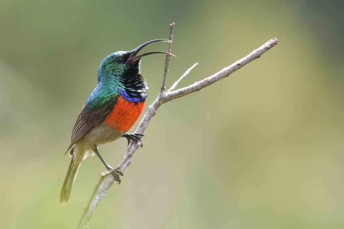 Greater Double-collared Sunbird - ML624732838