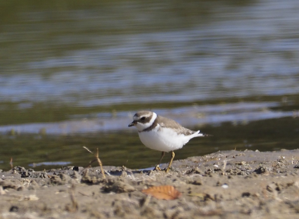 Semipalmated Plover - ML624732868