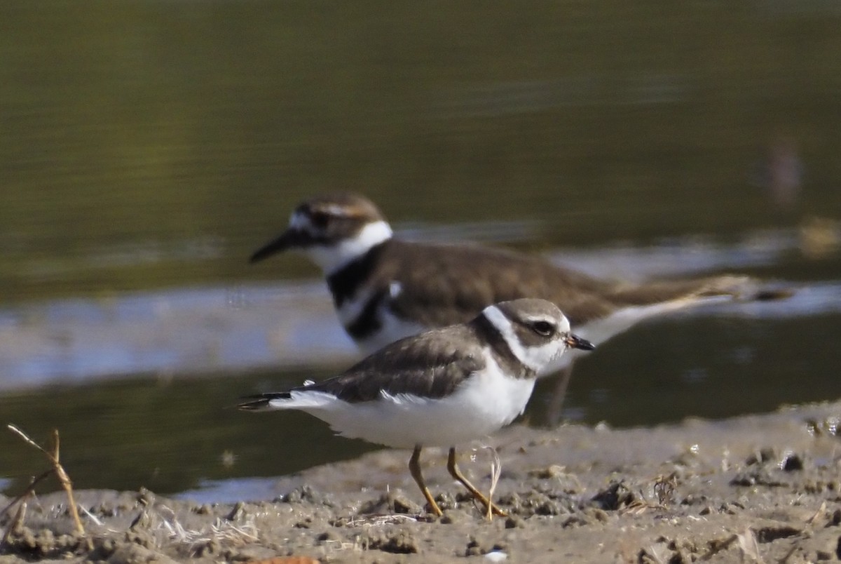 Semipalmated Plover - ML624732869