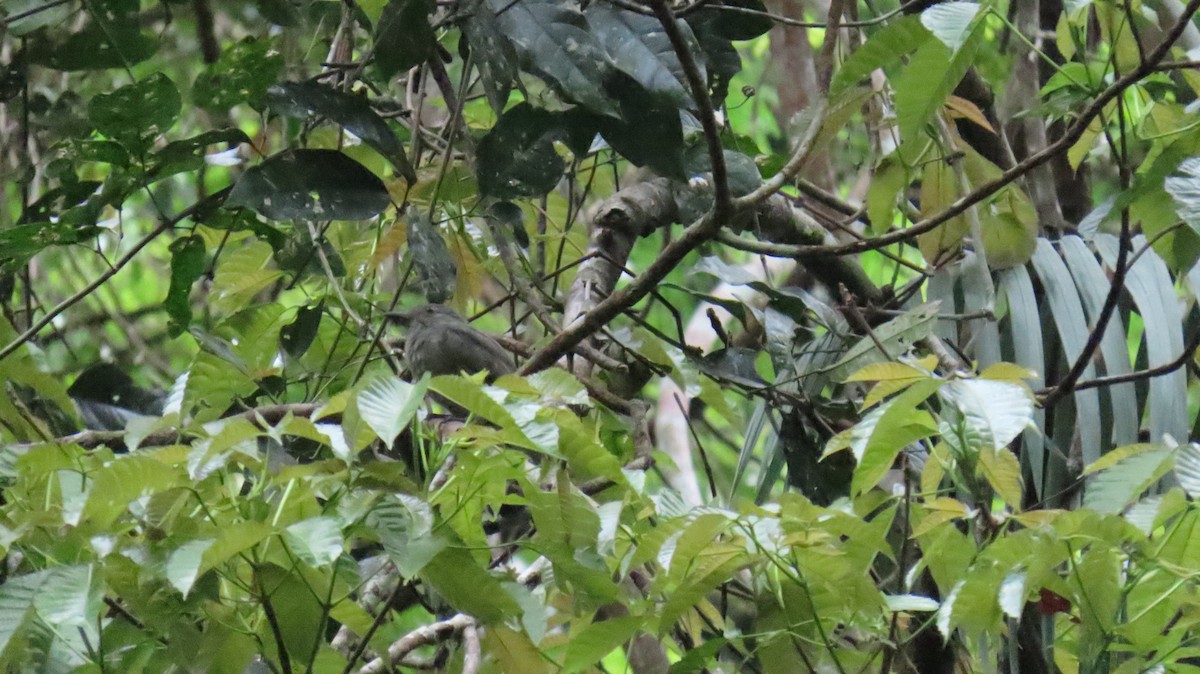 Screaming Piha - ML624733172