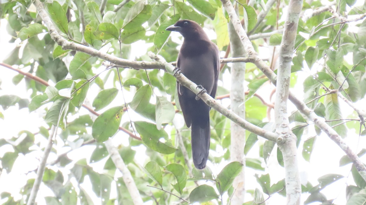 Purplish Jay - ML624733176