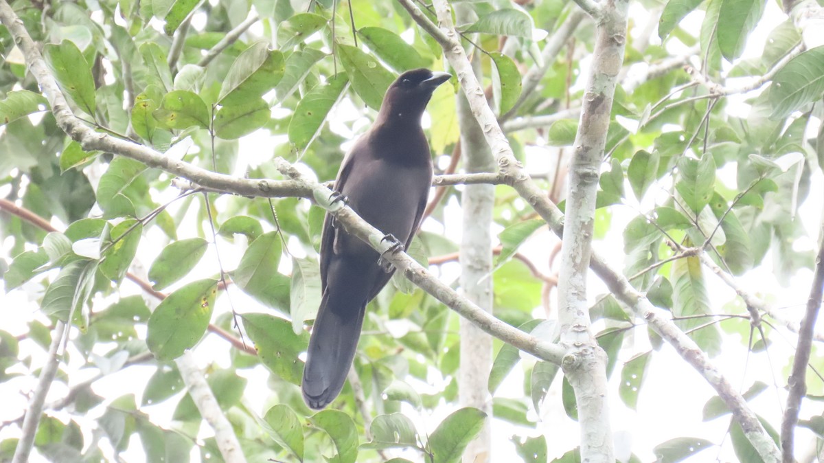 Purplish Jay - ML624733177