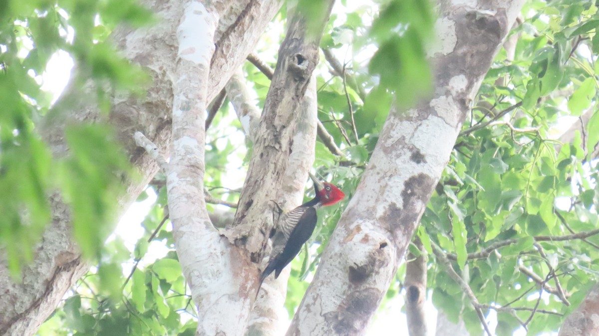 Crimson-crested Woodpecker - ML624733247