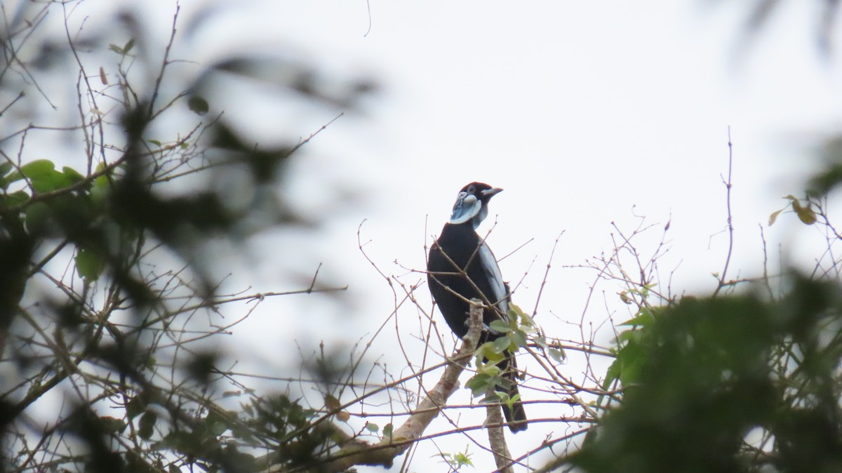 Bare-necked Fruitcrow - ML624733256