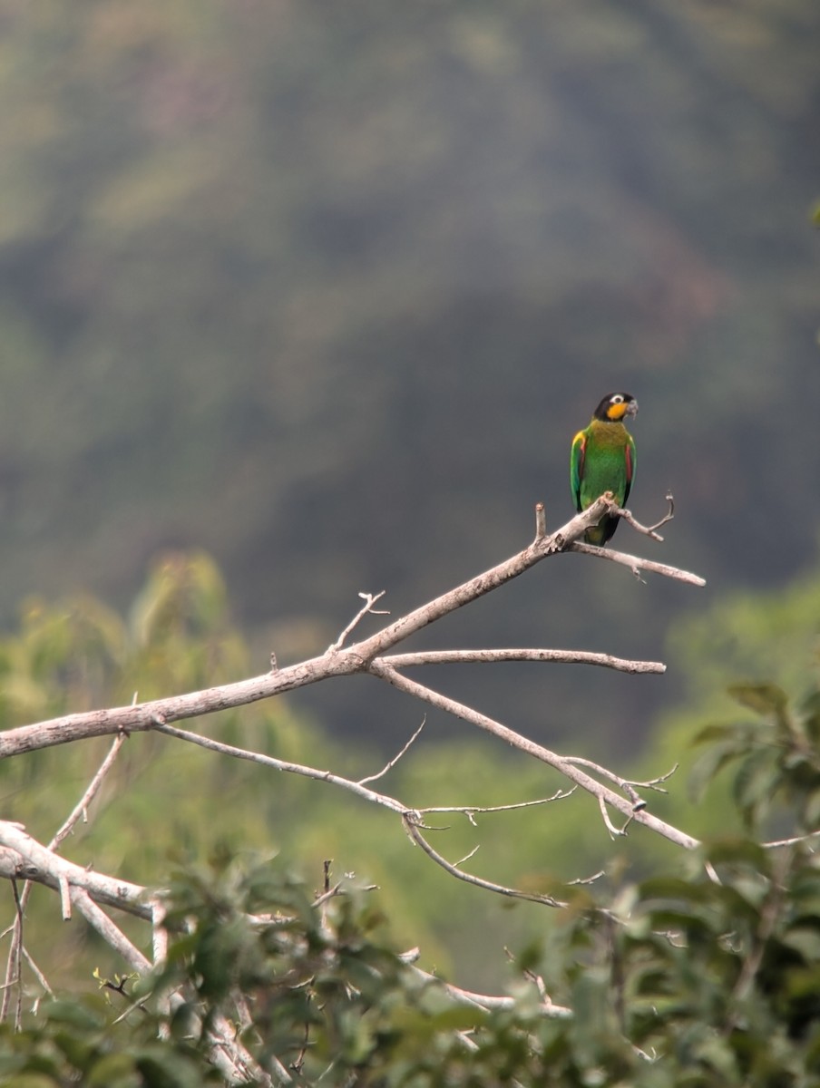 Orange-cheeked Parrot - ML624733303