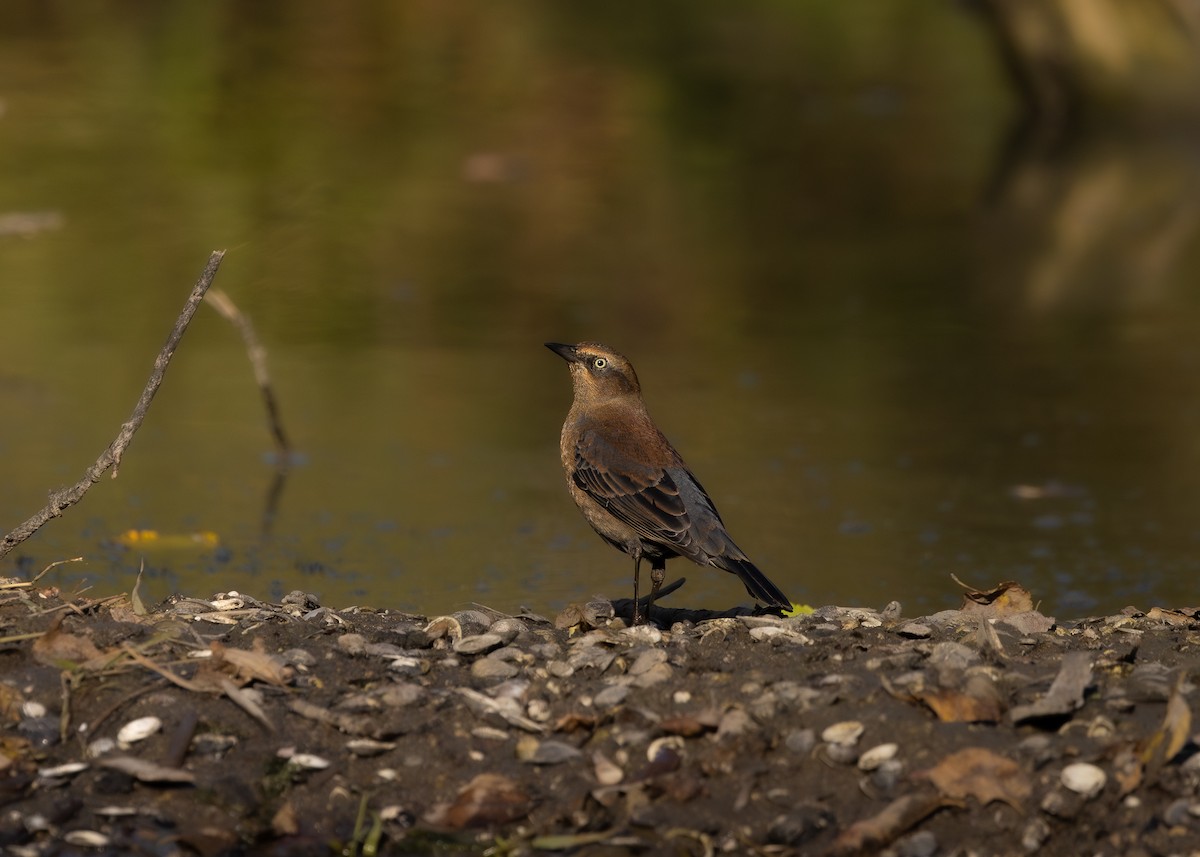 Rusty Blackbird - ML624733358