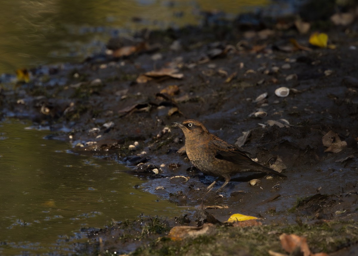 Rusty Blackbird - ML624733359