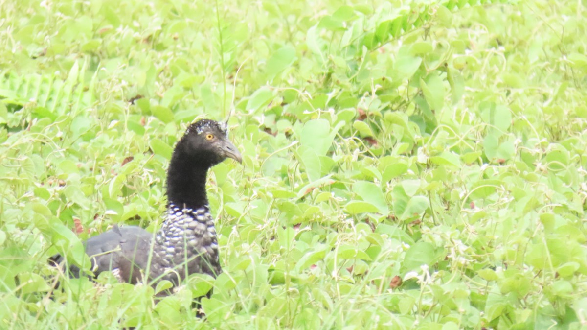 Horned Screamer - ML624733381