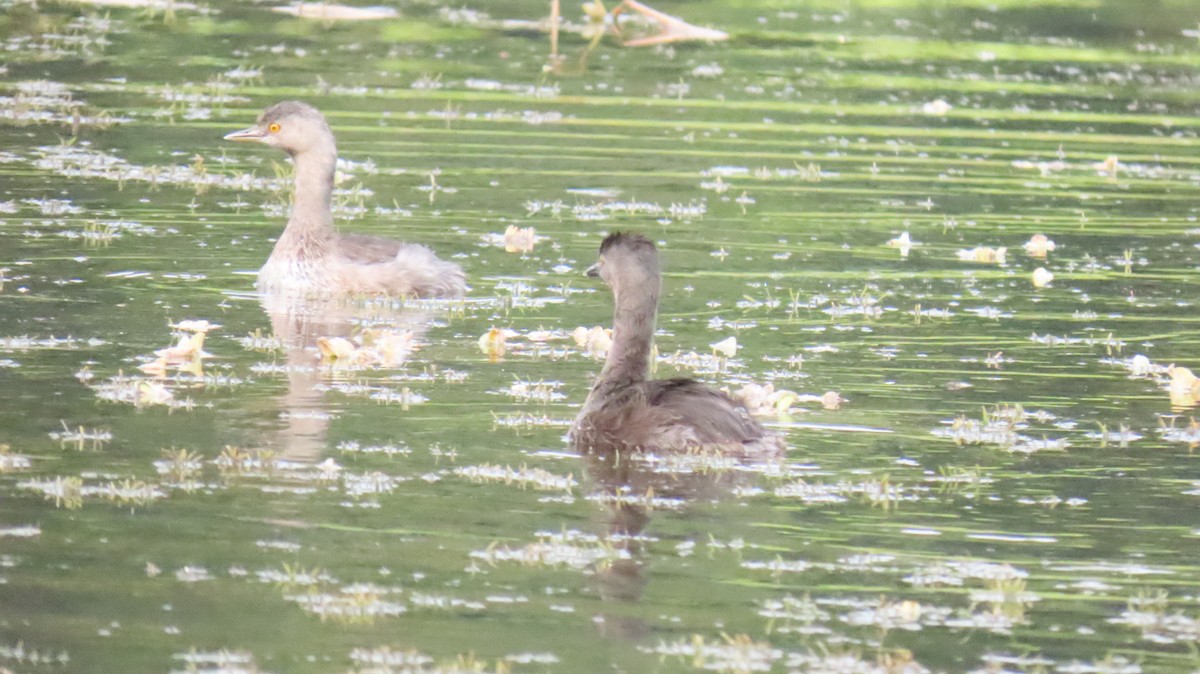 Least Grebe - ML624733389