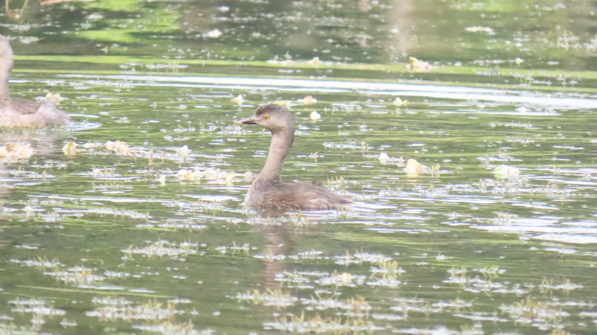 Least Grebe - ML624733390