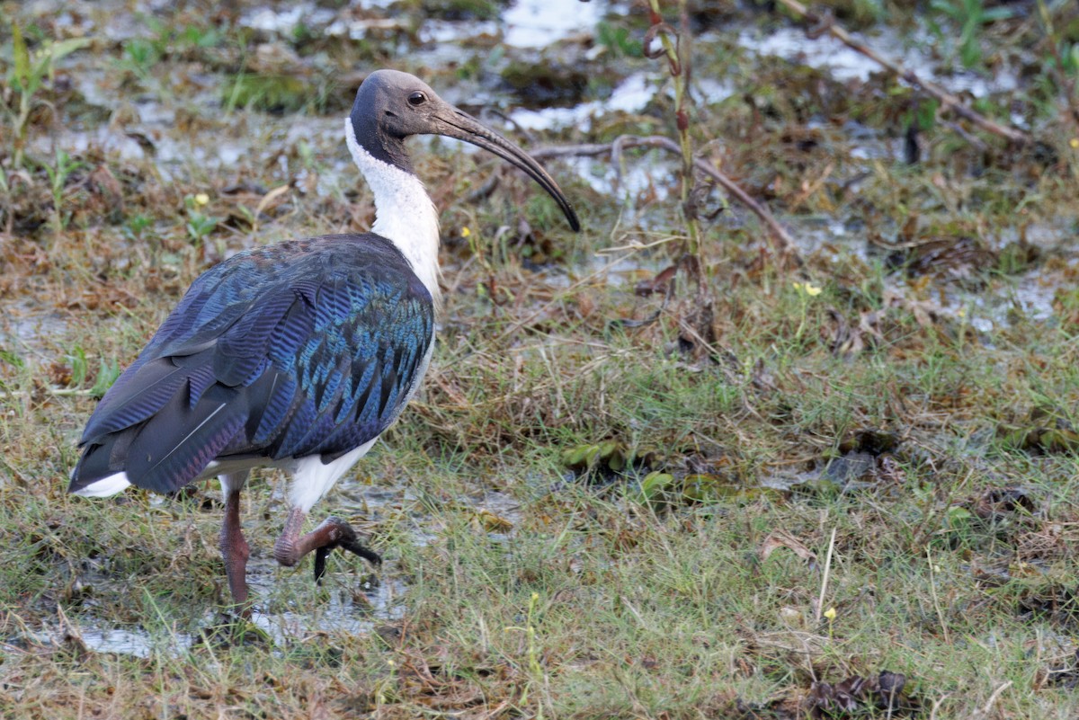 Straw-necked Ibis - ML624733409