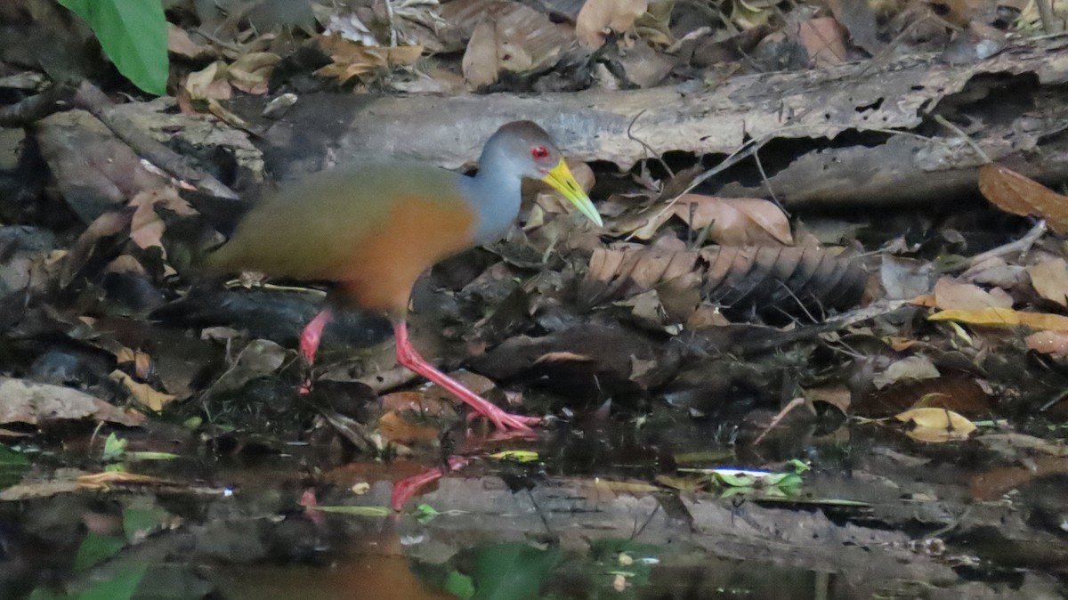 Gray-cowled Wood-Rail - ML624733420