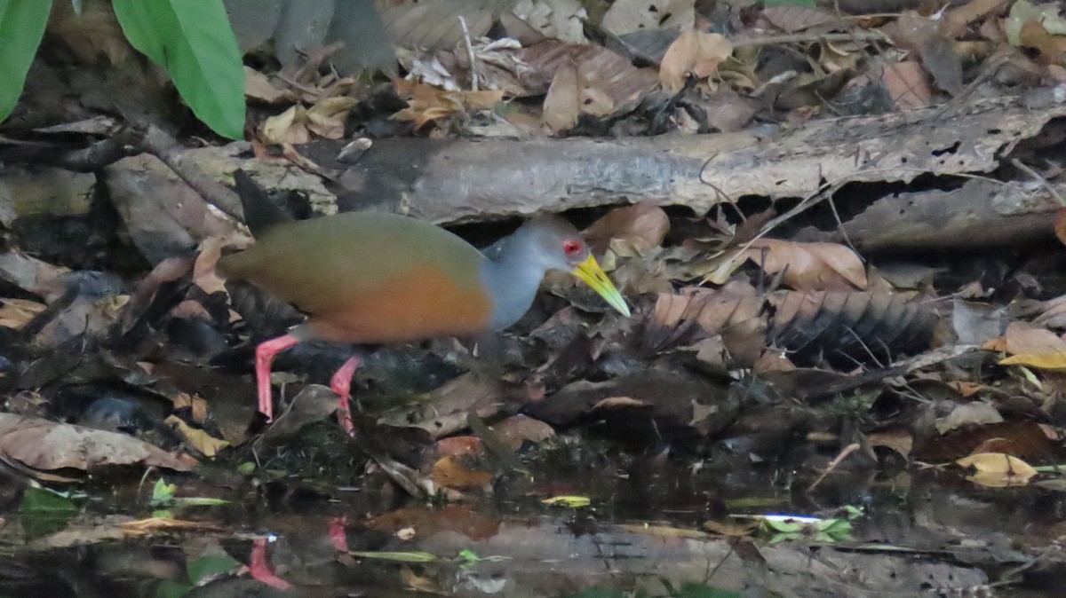 Gray-cowled Wood-Rail - Ann Kovich