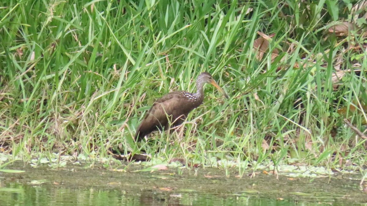 Limpkin - ML624733433