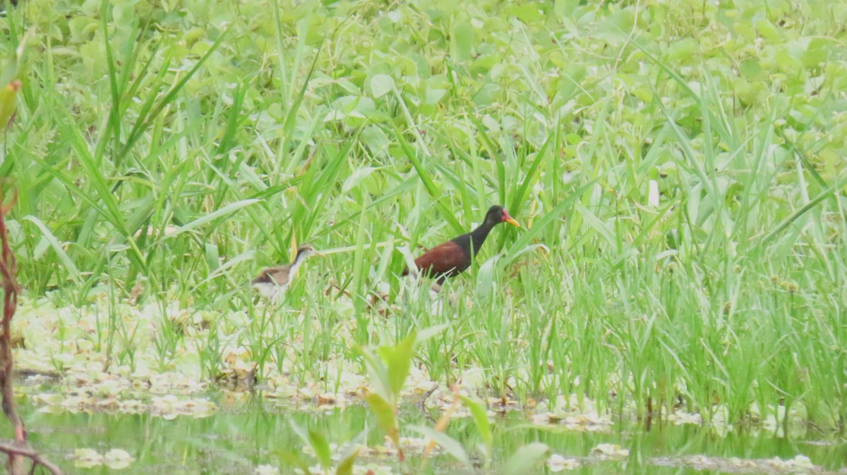 Wattled Jacana - ML624733442