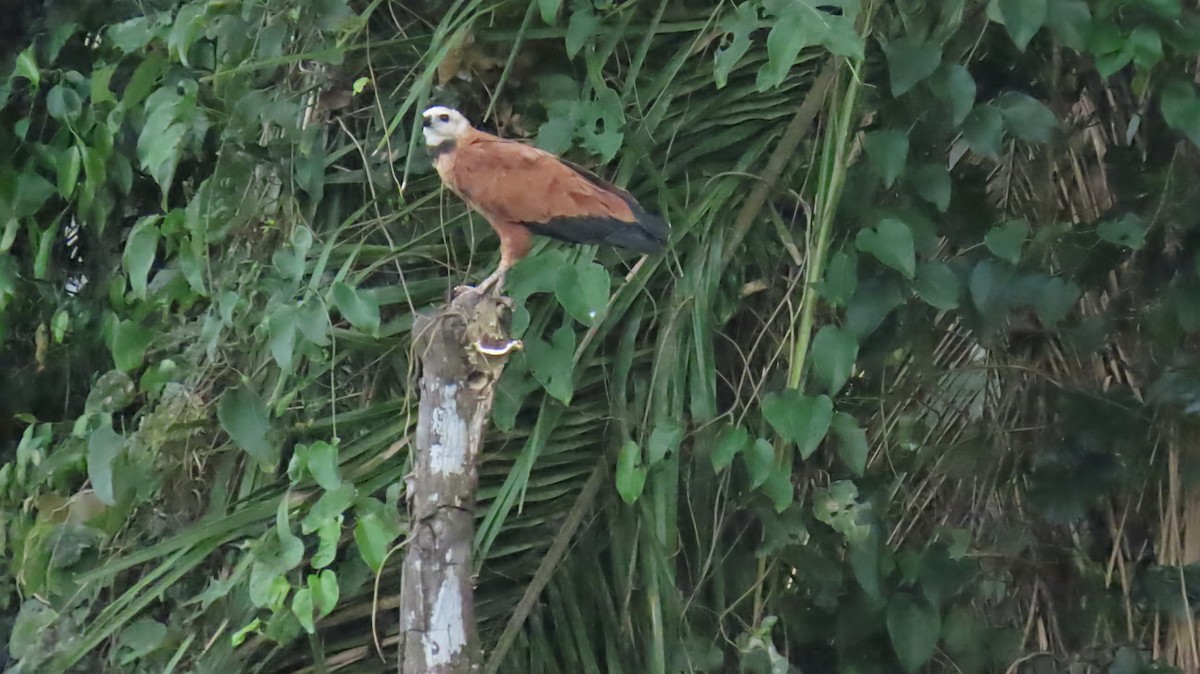 Black-collared Hawk - Ann Kovich