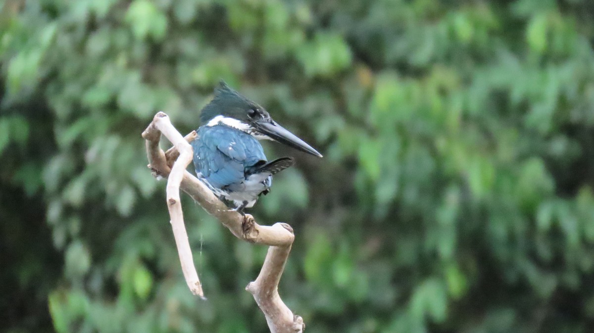 Amazon Kingfisher - ML624733479