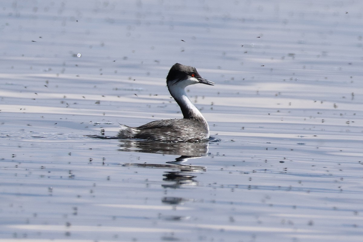 Junin Grebe - ML624733624