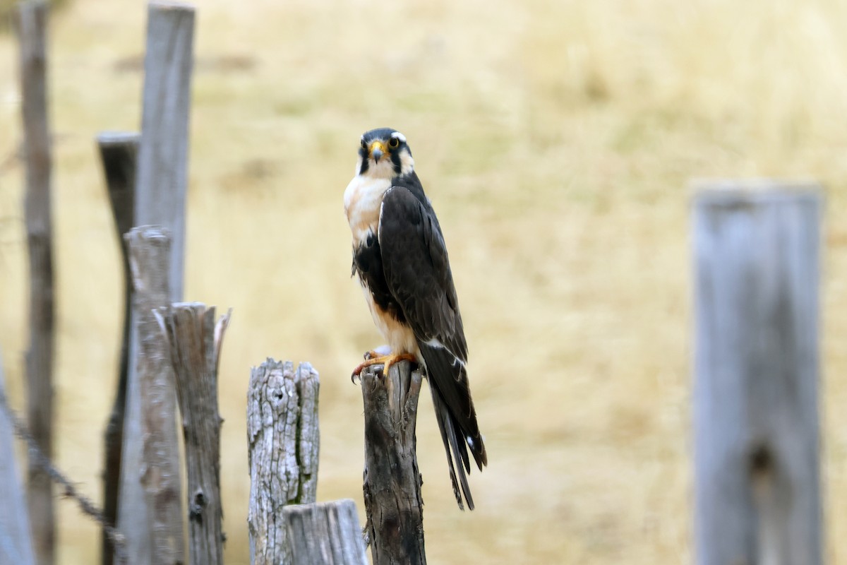 Aplomado Falcon - ML624733668