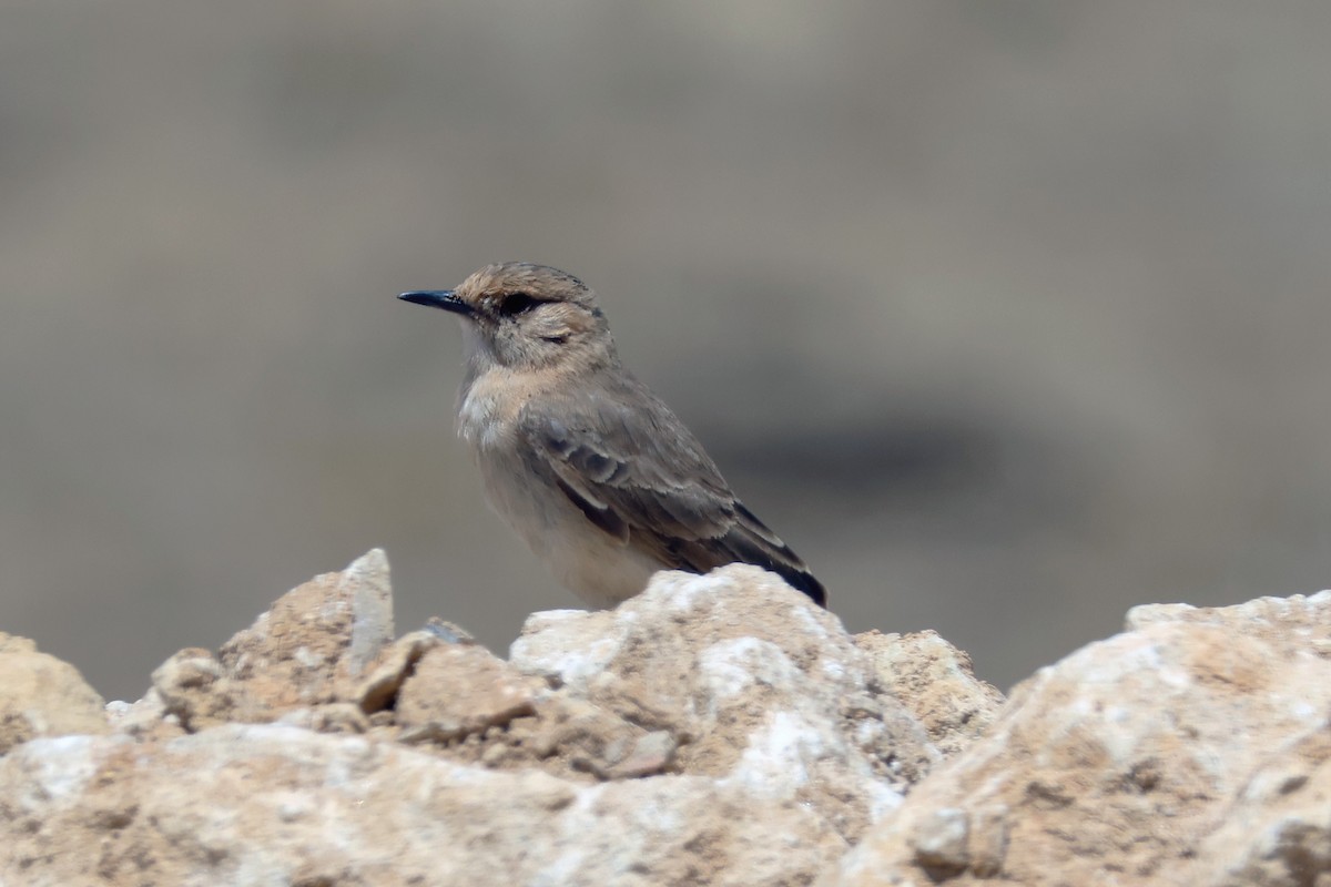 Dark-winged Miner - ML624733694