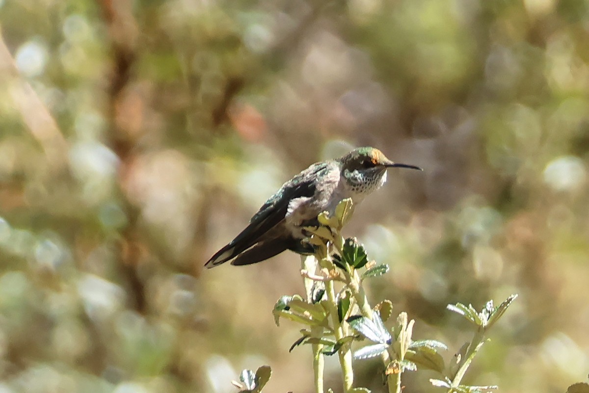 Green-headed Hillstar - ML624733737