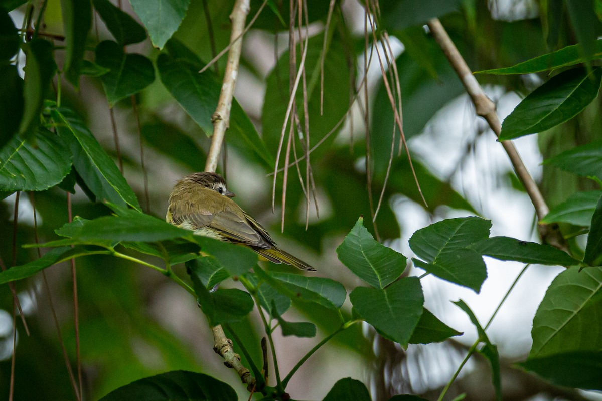 Brown-capped Vireo - ML624733761