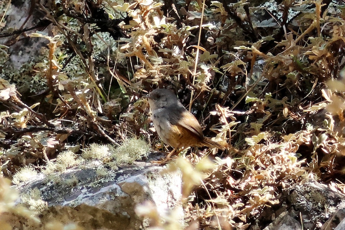Ancash Tapaculo - ML624733783