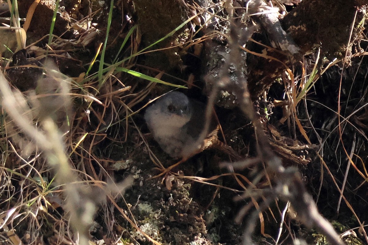 Ancash Tapaculo - ML624733784