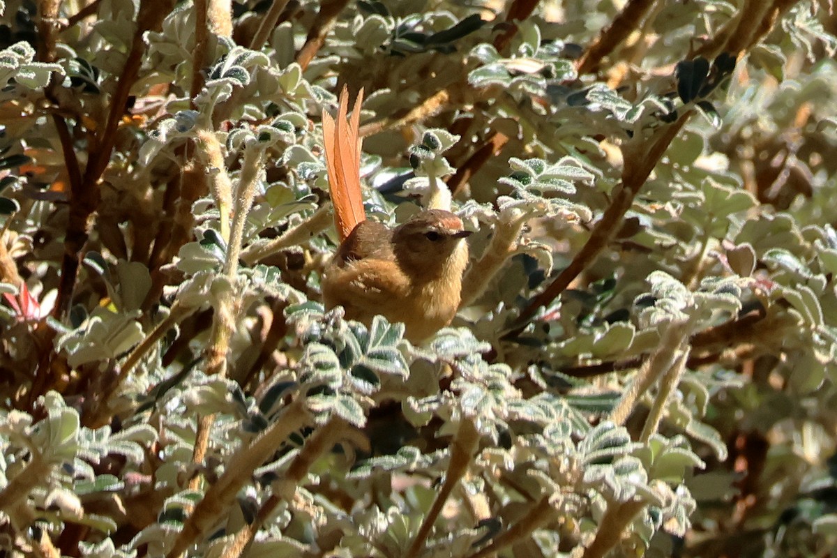 Tawny Tit-Spinetail - ML624733801