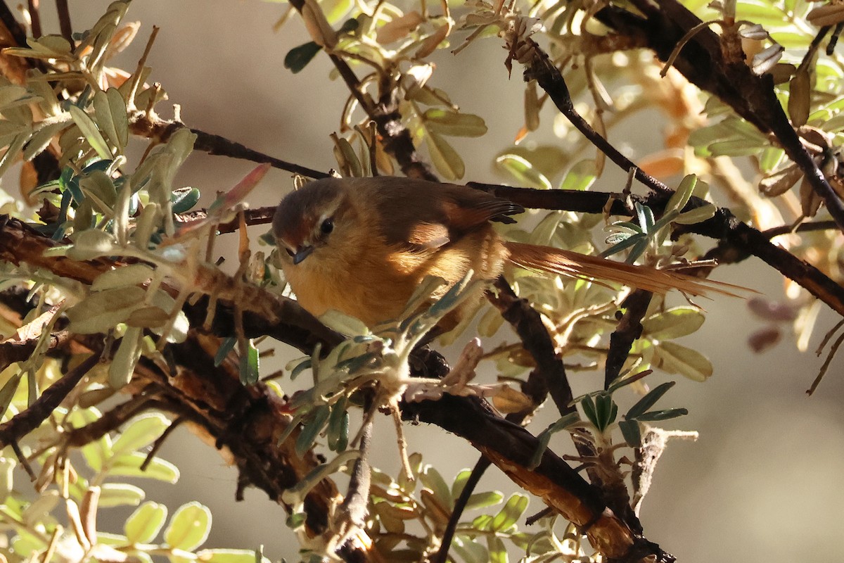 Tawny Tit-Spinetail - ML624733803