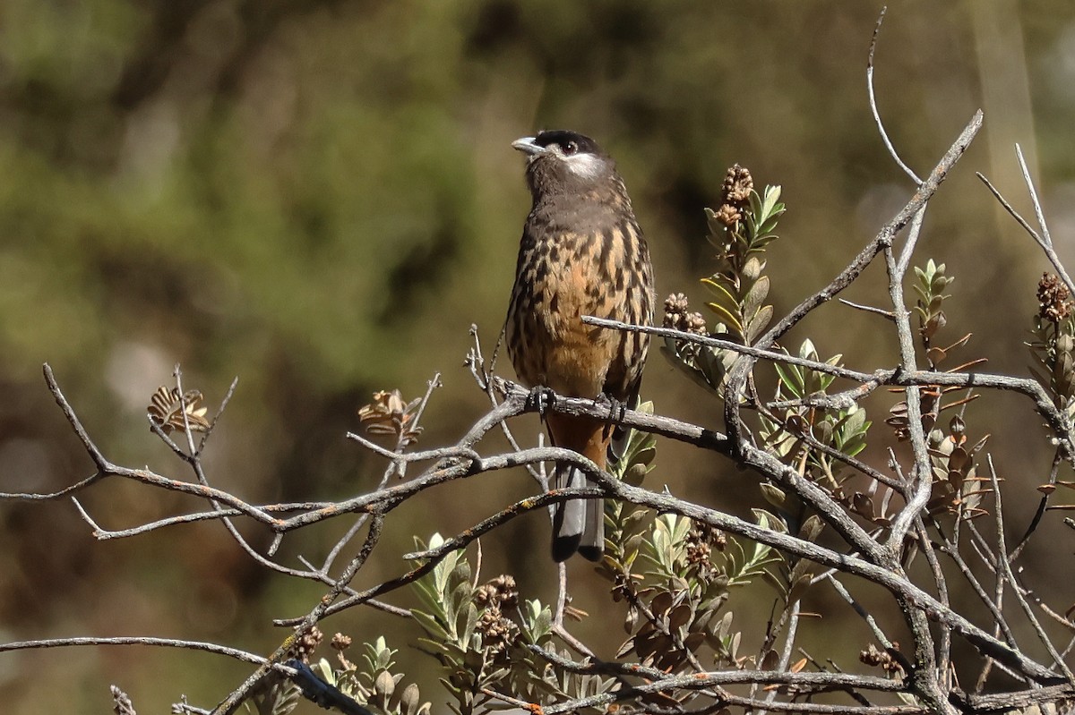 White-cheeked Cotinga - ML624733808