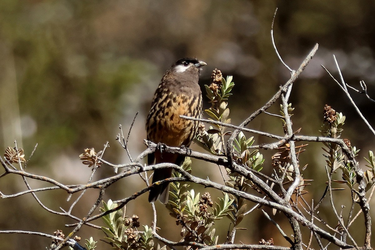 White-cheeked Cotinga - ML624733809