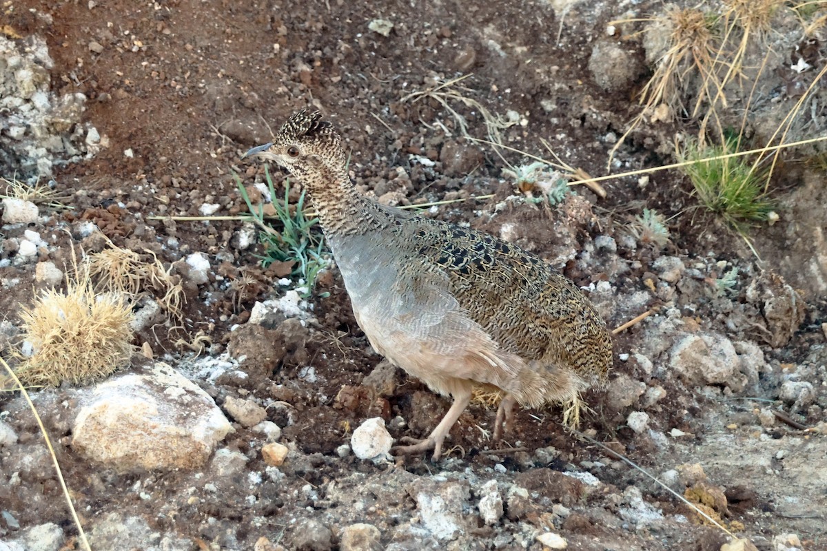 Ornate Tinamou - ML624733856