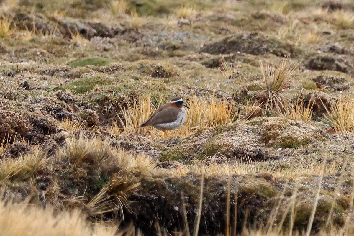 Diademed Sandpiper-Plover - ML624733892