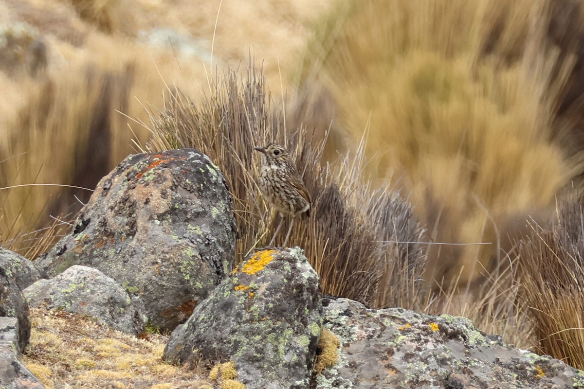 Stripe-headed Antpitta - ML624733956