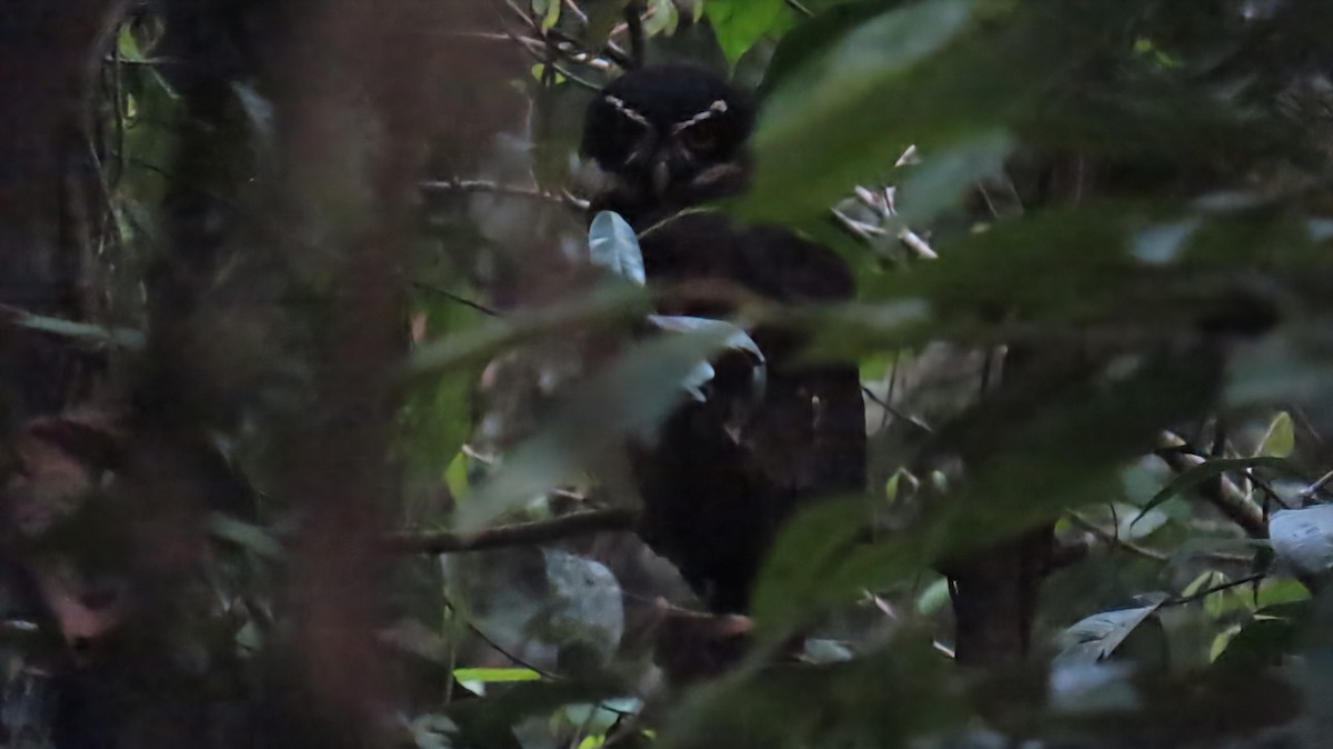Spectacled Owl - ML624734072