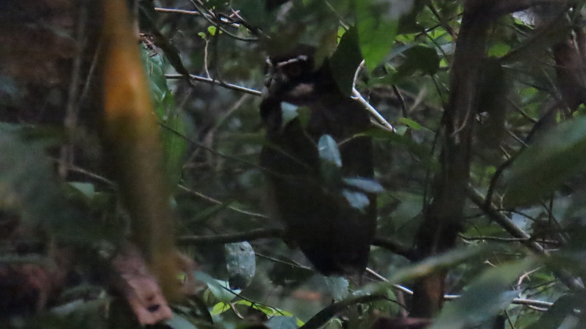 Spectacled Owl - ML624734073