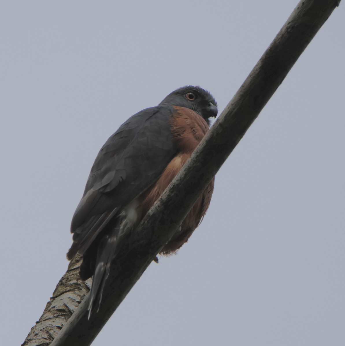 Double-toothed Kite - ML624734121