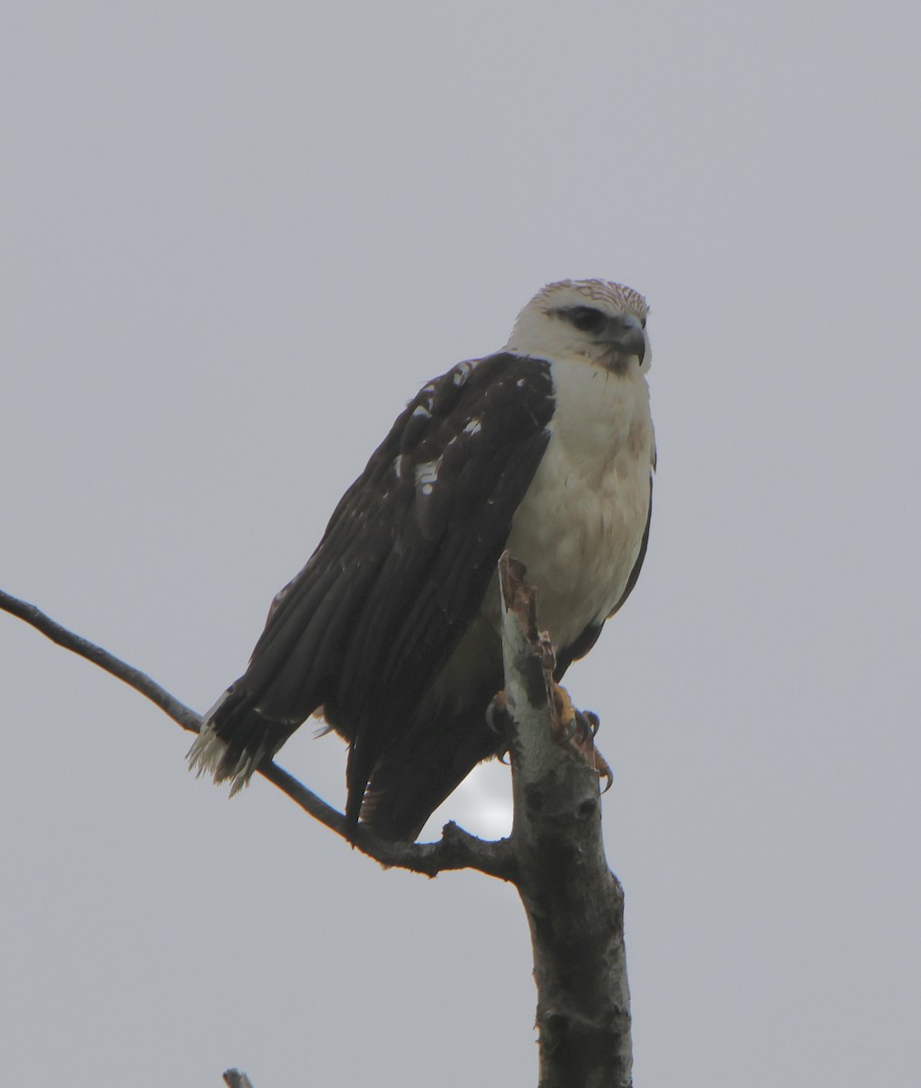 White Hawk - ML624734140