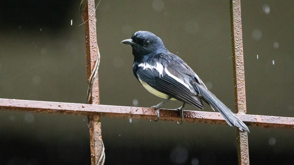 Philippine Magpie-Robin - ML624734240