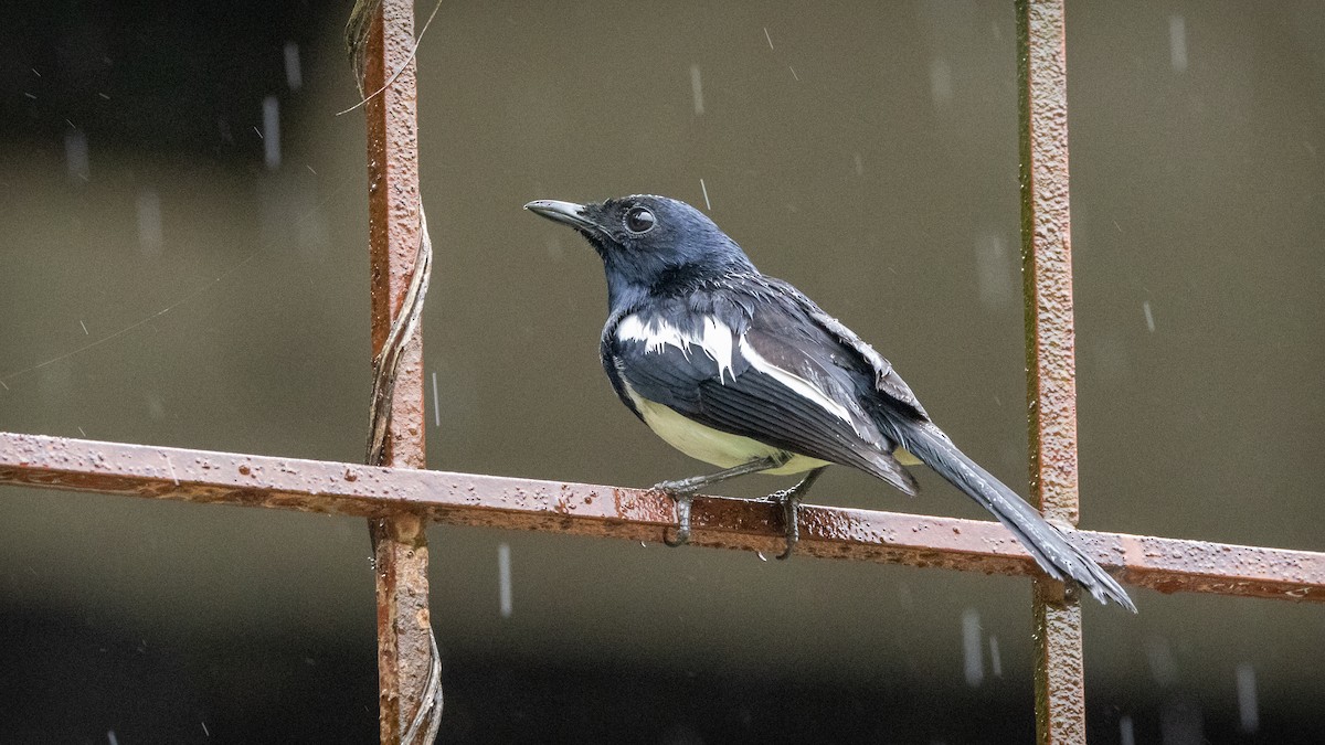 Philippine Magpie-Robin - ML624734246