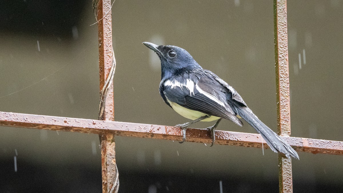 Philippine Magpie-Robin - ML624734248