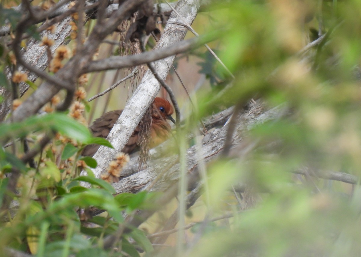 Blue-eyed Ground Dove - ML624734332