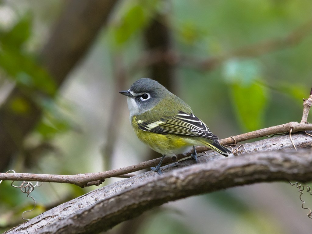 Blue-headed Vireo - ML624734420