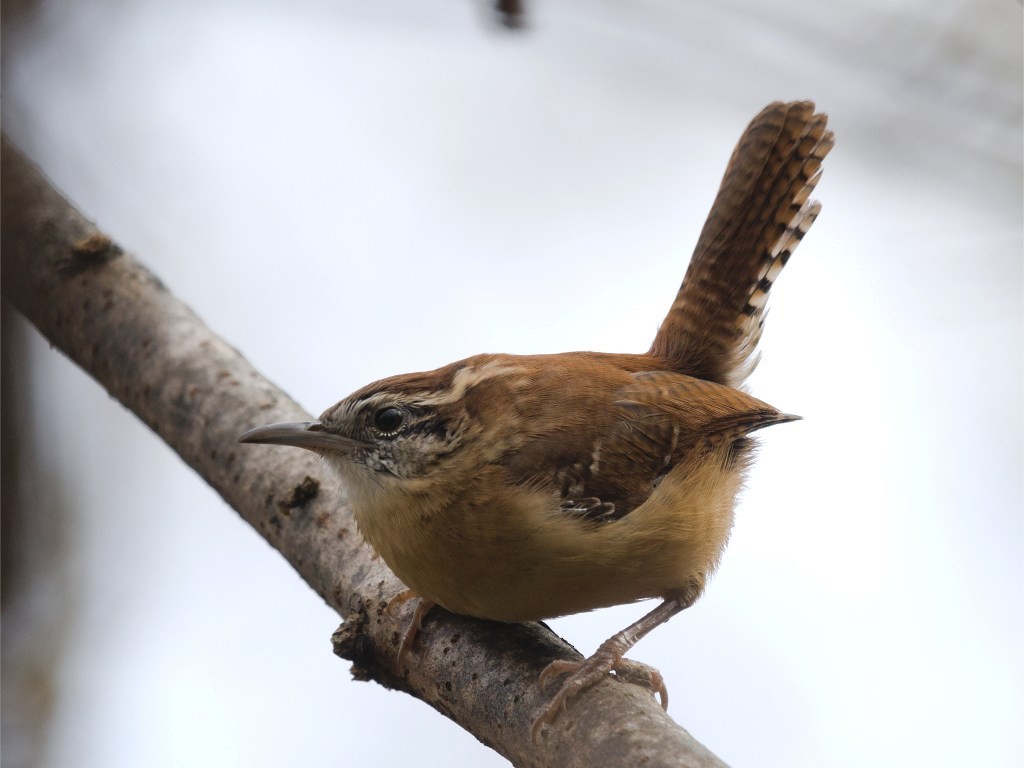 Carolina Wren - ML624734430